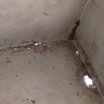 Cforcar Facel Vega Restoration 1 783